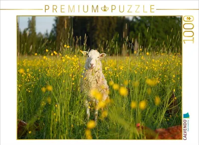 Produktbild von CALVENDO Puzzle Schaf | 1000 Teile Lege-Größe 64x48cm Foto-Puzzle für glückliche Stunden