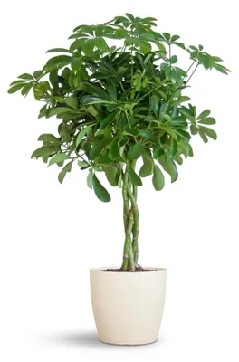 Immagine prodotto di Schefflera araba Nora con Viber bianco - 60-70cm - Ø21cm - Pianta d'appartamento - Sempreverde