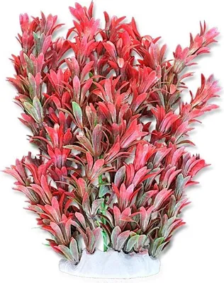 Image de Feuille de plante 20 cm 2f15 Happet