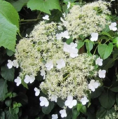 Produktbild von Kletterhortensie - Hydrangea petiolaris - Weiße Blüten, winterhart und mehrjährig