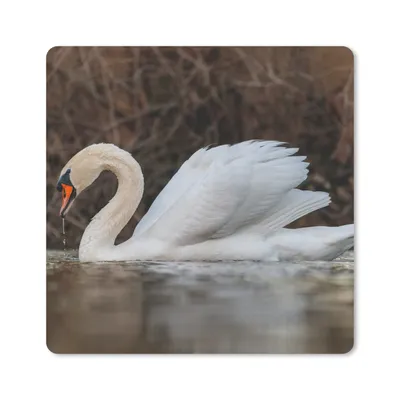 Produktbild von MuchoWow® Mauspad Mousepad Schwan - Wasser - Tiere - Vogel 20x20 cm - Mousepads - Maus Mat - Pad - Mausunterlage - Desk Mat - Bureauartikeln