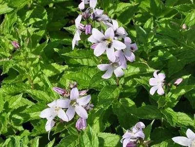 Produktbild von 6 x  Campanula lact. 'Loddon Anna' - Bergminze - Topf 9 x 9 cm