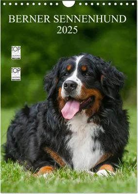 Produktbild von Berner Sennenhund 2025 (Wandkalender 2025 DIN A4 hoch), CALVENDO Monatskalender