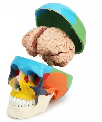 Anatomisches Schädel- und Gehirnmodell 1:1, 3+8 Teile, mit Zahlen