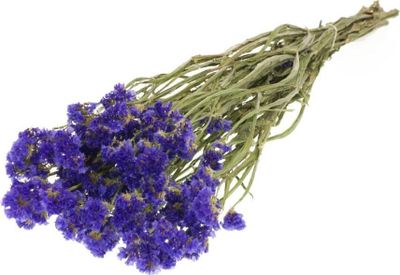Statice sinuata getrocknet ca. 50-60cm in vielen Farben zur Auswahl | Limonium sinuatum, Farbe:Blau