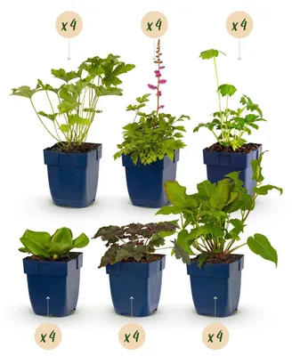 Image de Green boutiQ - Borderpakket - Schaduw - 24 Vaste planten - 3 m2 - Diversen kleuren - Weinig Onderhoud - Pot 11cm