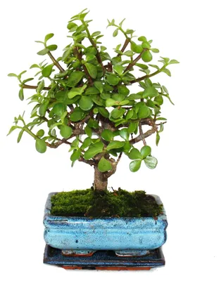Produktbild von Bonsai - Portulacaria afra - Jadebaum - Afrikanischer Elefantenbaum - ca. 4-5 Jahre - Kugelform
