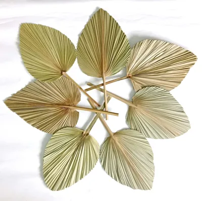 Produktbild von Getrocknete Palmblätter, natürliche Blumen, Palmblattfächer, kunstvolle Wanddekoration, Hochzeitsdekoration (7)