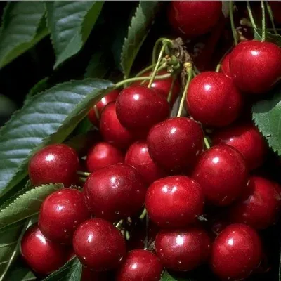 Produktbild von Sunburst Kirsche rote Süßkirsche Kirschbaum selbstfruchtend Obstbaum Pflanze