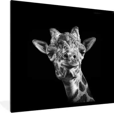 Produktbild von MuchoWow® Gerahmtes Poster Giraffe - Tier - Schwarz - Weiß 40x40 cm - Poster mit Schwarzem Bilderrahmen Wandposter Rahmen Foto Bilder - Mit Rahmen - Wanddekoration Schlafzimmer