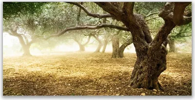 Produktbild von Tulup Leinwand-Bilder 140x70 Wandbild Canvas Kunstdruck Bäume Gras Natur