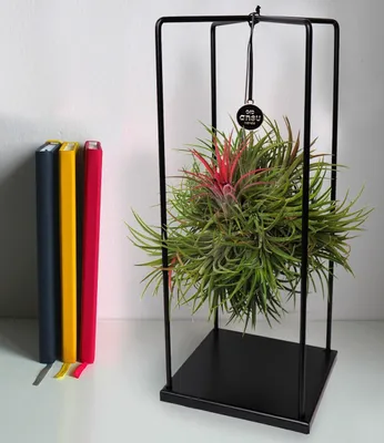 Produktbild von BALDUR Garten 1er Set Tillandsia Magic Ball, Tillandsie mit Metallgestell, Grünpflanze, mehrjährig - frostfrei halten, pflegeleicht, Wasserbedarf gering, für Schatten geeignet, Bromeliaceae