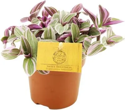Immagine prodotto di Tradescantia Sweetness (Fiore a tre rami) Pianta da appartamento Ø10cm, altezza