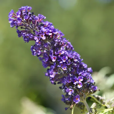 Zdjęcie produktu dla Krzew motylkowy Buddleja davidii Purple Emperor - kwiat fioletowy, mrozoodporny