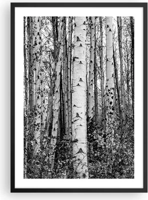 Produktbild von Gerahmtes Poster - Schwarzer Rahmen - Birken Wald Monochrom - 50x70 cm - Wand Bild - Wanddeko - Wandbilder - Kunstposter - Wandposter - Bilderrahmen - Bilder - Kunstdruck - P2BPA50x70-4643
