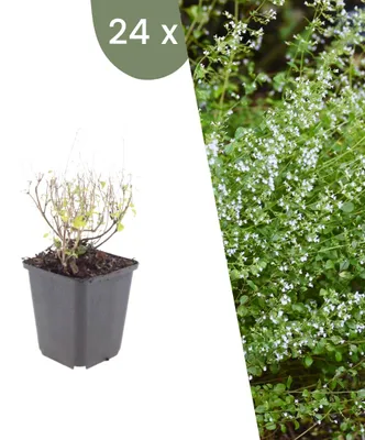 Produktbild von Plants by Frank | 24 Bergminze Pflanzen | Calamintha Nepeta subsp. Nepeta | Stauden | Winterhart | Mehrjährig | Gartenpflanzen