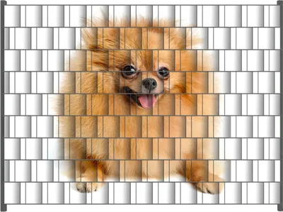 Produktbild von Wallario Zaunsichtschutz mit Motiv Lustiger niedlicher Spitz für Ein- und Doppelstabmatten Zäune in der Größe 250 x 180 cm