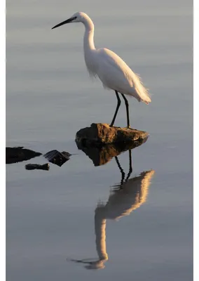Image de Tableau sur toile Aigrette 30x45 cm, Tableau mural moderne pour décoration intérieure