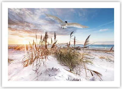 Produktbild von Poster - Poster ohne Rahmen - Möwe Meer Küste - 70x50 cm - Wand Bild - Wanddeko - Wandbilder - Kunstposter - Wandposter - Bilder - Kunstdruck - Wanddekoration - Wandbild - P2XAA70x50-4902