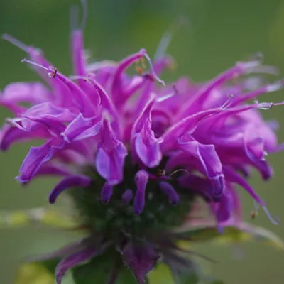 Produktbild von 6 x Indianernessel  - Monarda 'Prairienacht'  | Topf 9cm x 9cm