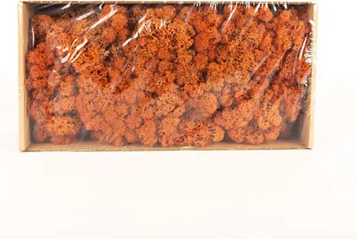 Produktbild von INNA-Glas Dekoratives Moos SVEINBJÖRN, Mango, 500g - Echtes Isländisches Moos
