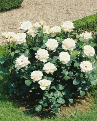 Produktbild von Rosa 'Kristall', Rose, weiß, 3-5 Liter Container