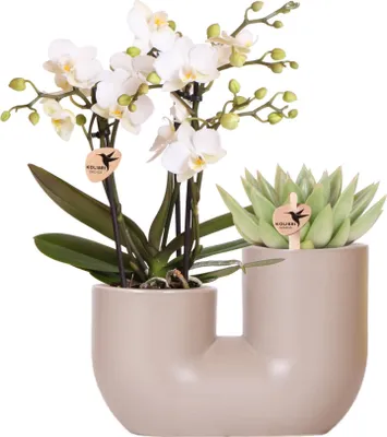 Produktbild von Kolibri Orchids | Set aus Rosa Orchidee Andorra und Sukkulente im Sandfarbenen Tube-Dekotopf - Topfgröße Ø9cm | Blühende Zimmerpflanze - Frisch vom Züchter