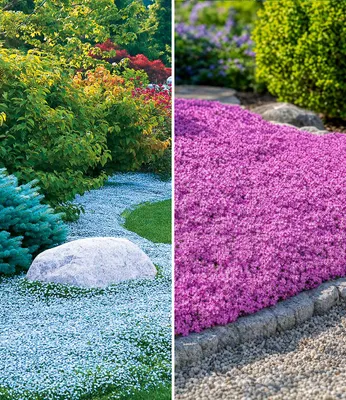 Produktbild von BALDUR Garten 6er Set Winterhart Bodendecker-Kollektion pink und blau, Pflanzen im 9x9 cm-Topf, 3x Isotoma Blue Foot® und 3x Teppichphlox Emerald Pink, winterharte Stauden, mehrjährig, blühend