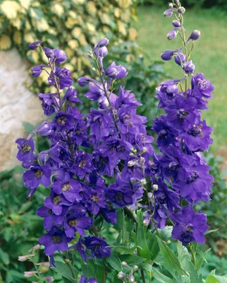 Produktbild von Delphinium Pacific 'Black Knight', Rittersporn, dunkelviolett, ca. 11x11 cm Topf