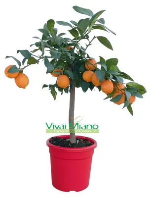 Immagine prodotto di Pianta di Lime Rossa di Rangpur CON FRUTTO - vaso Ø 20 Rosso