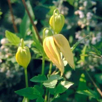 Immagine prodotto di 2 x Clematis Tangutica - Clematis Tangutica | 50-60 cm in contenitore