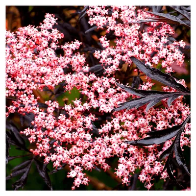 Produktbild von Schwarzer Holunder Sambucus Nigra - Laubabwerfende winterharte Sträucher - Geeignet für Garten, Kübel oder Terrasse