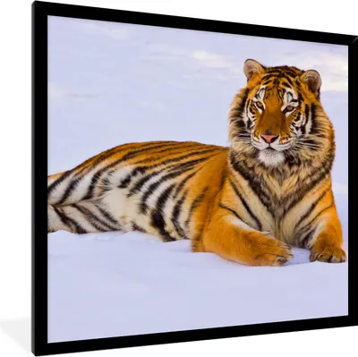 Produktbild von MuchoWow® Gerahmtes Poster Tiger - Schnee - Winter - Tiere 40x40 cm - Poster mit Schwarzem Bilderrahmen Wandposter Rahmen Foto Bilder - Mit Rahmen - Wanddekoration Schlafzimmer
