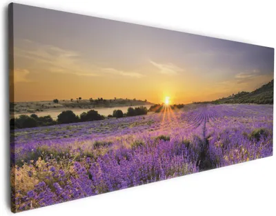 Produktbild von Wallario Premium Leinwandbild Sonnenuntergang über dem Lavendel in Größe 60 x 150 cm