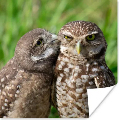 Produktbild von MuchoWow® Poster Eulen - Vögel - Gras 100x100 cm - Babyzimmer