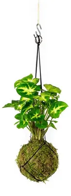 Produktbild von Gardners Kokedama Syngonium Pixie (M)