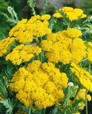 Produktbild von Achillea filipendulina 'Helios', Schafgarbe, goldgelb, ca. 9x9 cm Topf