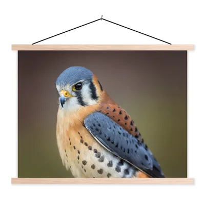 Produktbild von MuchoWow® Textilposter Vogel - Makro - Blau 150x113 cm mit holzfarbenen Rahmen - Poster
