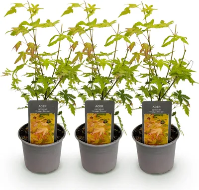 Zdjęcie produktu dla Acer palmatum Orange Dream – 3 sadzonki, średnica 12 cm, wysokość 35 cm, japoński klon liściasty