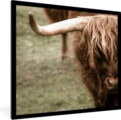 Produktbild von MuchoWow® Gerahmtes Poster Schottischer Highlander - Nahaufnahme - Hoorn 40x40 cm - Poster mit Schwarzem Bilderrahmen Wandposter Rahmen Foto Bilder - Mit Rahmen - Wanddekoration Schlafzimmer