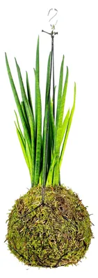 Produktbild von Gardners Kokedama mit Sansevieria bacularis (M)