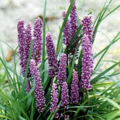 Image de 6 x Lilientraube - Liriope muscari | Topf 9cm x 9cm