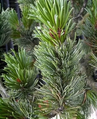 Produktbild von Pinus aristata - Fuchsschwanzkiefer - 30-40cm