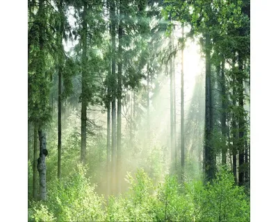 Produktbild von Glasbild Forest Harmony II GLA1948 20x20 cm