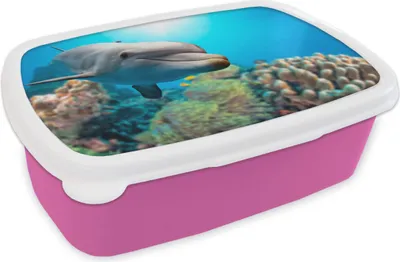 Produktbild von KitchenYeah® Lunchbox Brotzeit Brotdose 17x11 cm Delfin - Meer - Koralle Kinder Brotzeitdose - Lunchpaket - Brotkasten  - Sandwich Box