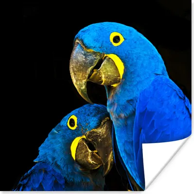 Produktbild von MuchoWow® Poster Papagei - Vogel - Federn - Blau 75x75 cm - Wand Dekoration