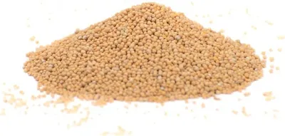 Produktbild von Senfsaat (ganz, hell) - Senf Saat - Senfkörner - gelbe/helle Senfsamen - 250g
