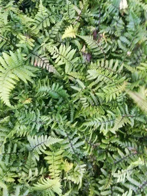 Image de 6 x Dryopteris wallichiana - Fougère de l'Himalaya - pot 9 x 9 cm