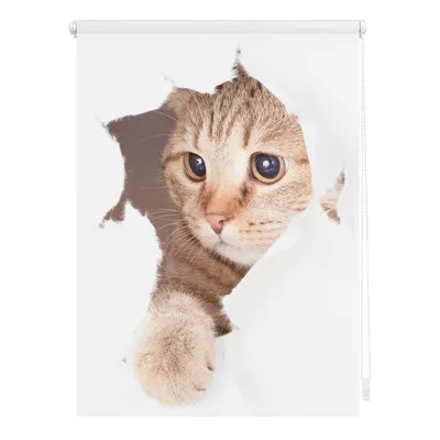 Produktbild von Lichtblick Rollo Klemmfix, ohne Bohren, Verdunkelung, Katze  - Weiß Braun 100 x 150 cm (B x L)