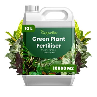 Produktbild von Green Plant Flüssigdünger 10L – 2-1-8 NPK – Flüssig-Pflanzendünger für Grünpflanzen – Organifer